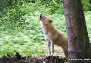 Wolf
