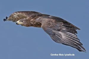 Greifvogel