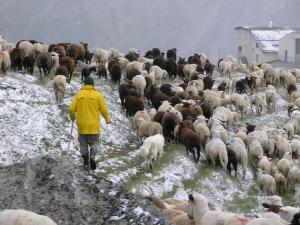 Hirte