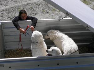 Hundetransport