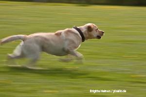Hund