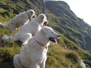 3 chiens regardant dans la meme direction