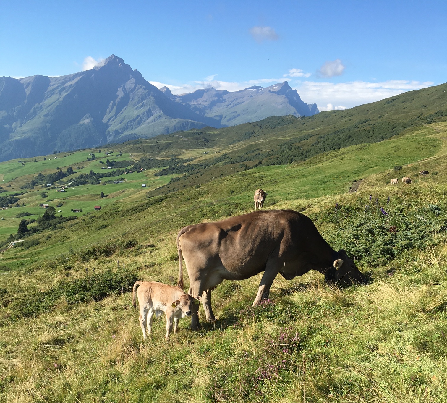 Chalets SWITZERLAND SUISSE vaches Paturage à la Prise Imer Elevage 