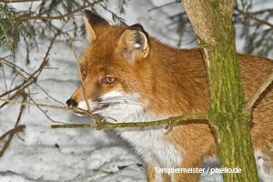 Fuchs